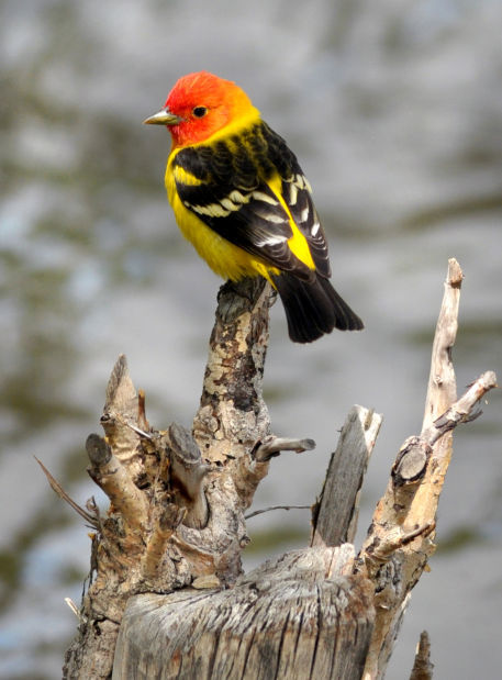 A western tanager